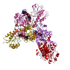 Example Structure of hydroxypyruvate reductase EC#: 1.1.1.81