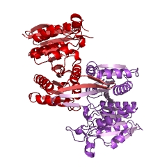 Example Structure of homoisocitrate dehydrogenase - EC#: 1.1.1.87