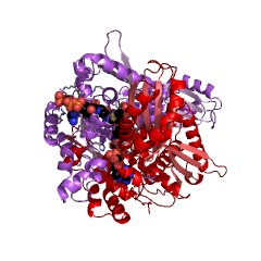 Example Structure of hydroxymethylglutaryl-CoA reductase EC#: 1.1.1.88