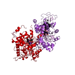 Example Structure of L-lactate dehydrogenase (cytochrome) EC#: 1.1.2.3