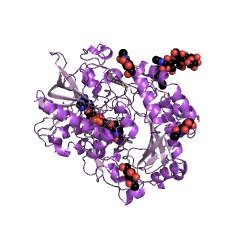 Example Structure of glucose oxidase EC#: 1.1.3.4