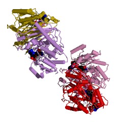 Example Structure of glucose-fructose oxidoreductase EC#: 1.1.99.28