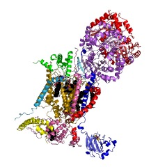Example Structure of quinol-cytochrome-c reductase EC#: 1.10.2.2