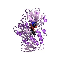 Example Structure of NADH peroxidase EC#: 1.11.1.1