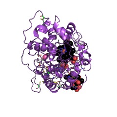 Example Structure of manganese peroxidase EC#: 1.11.1.13