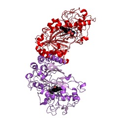 Example Structure of dye decolorizing peroxidase EC#: 1.11.1.19