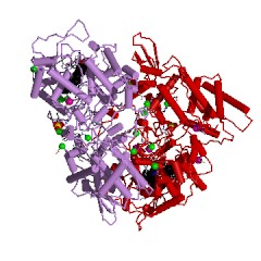 Example Structure of catalase-peroxidase EC#: 1.11.1.21