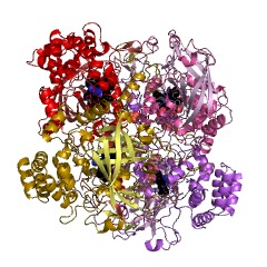 Example Structure of catalase EC#: 1.11.1.6