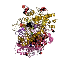 Example Structure of myeloperoxidase EC#: 1.11.2.2