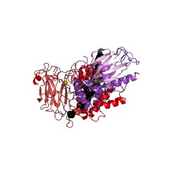 Example Structure of catechol 1,2-dioxygenase EC#: 1.13.11.1