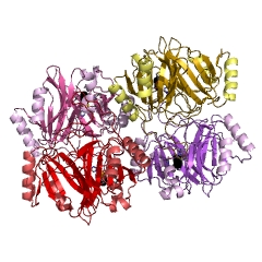 Example Structure of catechol 2,3-dioxygenase EC#: 1.13.11.2