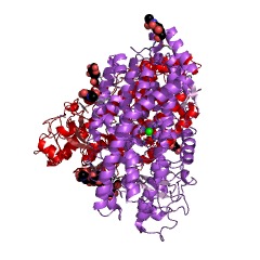 Example Structure of linoleate 11-lipoxygenase EC#: 1.13.11.45
