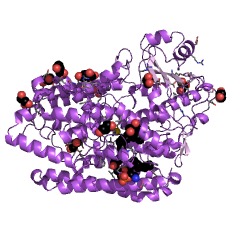 Example Structure of oleate 10S-lipoxygenase EC#: 1.13.11.77