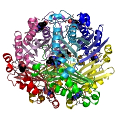 Example Structure of 7,8-dihydroneopterin oxygenase EC#: 1.13.11.81