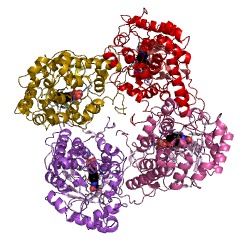 Example Structure of lactate 2-monooxygenase EC#: 1.13.12.4