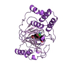 Example Structure of L-proline cis-4-hydroxylase EC#: 1.14.11.56