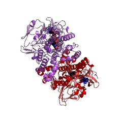 Example Structure of (2,2,3-trimethyl-5-oxocyclopent-3-enyl)acetyl-CoA 1,5-monooxygenase EC#: 1.14.13.160