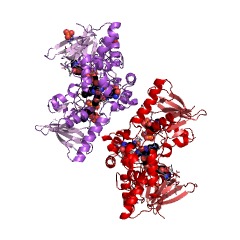 Example Structure of L-ornithine N5-monooxygenase (NADPH) EC#: 1.14.13.195