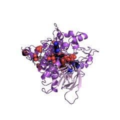 Example Structure of L-ornithine N5-monooxygenase [NAD(P)H] EC#: 1.14.13.196