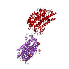 Example Structure of benzoyl-CoA 2,3-epoxidase EC#: 1.14.13.208