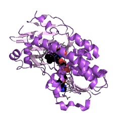 Example Structure of protodeoxyviolaceinate monooxygenase EC#: 1.14.13.217