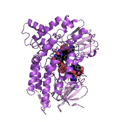 Example Structure of cyclohexanone monooxygenase EC#: 1.14.13.22