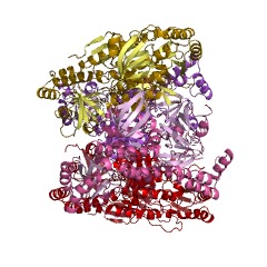 Example Structure of 2-hydroxybiphenyl 3-monooxygenase EC#: 1.14.13.44