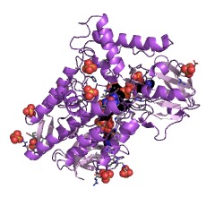 Example Structure of ketosteroid monooxygenase EC#: 1.14.13.54