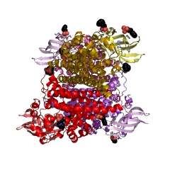 Example Structure of 3-hydroxy-9,10-secoandrosta-1,3,5(10)-triene-9,17-dione monooxygenase EC#: 1.14.14.12