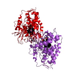 Example Structure of steroid 15beta-monooxygenase EC#: 1.14.15.8