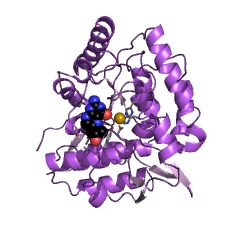 Example Structure of phenylalanine 4-monooxygenase EC#: 1.14.16.1