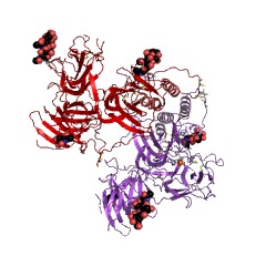Example Structure of dopamine beta-monooxygenase EC#: 1.14.17.1