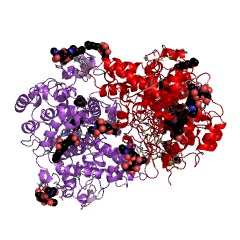 Example Structure of prostaglandin-endoperoxide synthase EC#: 1.14.99.1