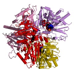 Example Structure of glyceraldehyde-3-phosphate dehydrogenase (phosphorylating) EC#: 1.2.1.12