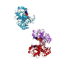 Example Structure of glyceraldehyde-3-phosphate dehydrogenase (NADP+) (phosphorylating) EC#: 1.2.1.13