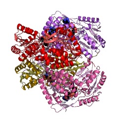 Example Structure of malonate-semialdehyde dehydrogenase (acetylating) EC#: 1.2.1.18