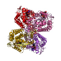 Example Structure of aminobutyraldehyde dehydrogenase EC#: 1.2.1.19