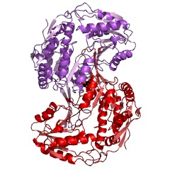 Example Structure of 2,5-dioxovalerate dehydrogenase EC#: 1.2.1.26