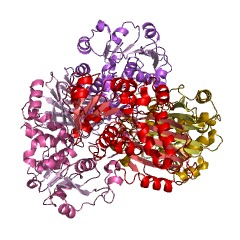 Example Structure of N-acetyl-gamma-glutamyl-phosphate reductase EC#: 1.2.1.38