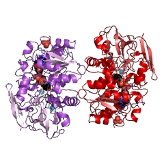 Example Structure of formaldehyde dehydrogenase EC#: 1.2.1.46