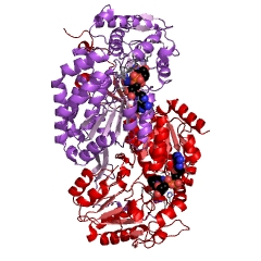 Example Structure of aldehyde dehydrogenase [NAD(P)+] EC#: 1.2.1.5