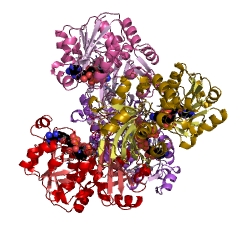 Example Structure of glyceraldehyde-3-phosphate dehydrogenase (NAD(P)+) (phosphorylating) EC#: 1.2.1.59