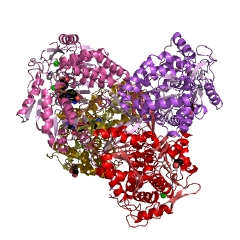 Example Structure of 5-carboxymethyl-2-hydroxymuconic-semialdehyde dehydrogenase EC#: 1.2.1.60