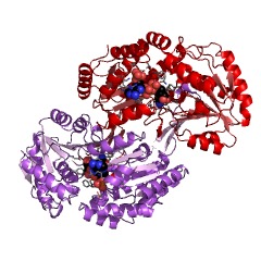 Example Structure of benzaldehyde dehydrogenase (NADP+) EC#: 1.2.1.7