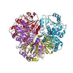 Example Structure of erythrose-4-phosphate dehydrogenase EC#: 1.2.1.72
