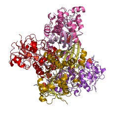 Example Structure of malonyl-CoA reductase (malonate semialdehyde-forming) EC#: 1.2.1.75