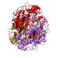 Example Structure of succinate-semialdehyde dehydrogenase (NADP+) EC#: 1.2.1.79