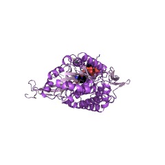 Example Structure of glyceraldehyde-3-phosphate dehydrogenase [NAD(P)+] EC#: 1.2.1.90