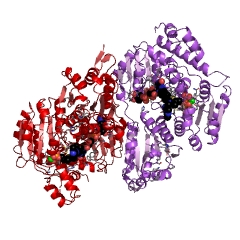 Example Structure of pyruvate oxidase EC#: 1.2.3.3
