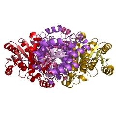 Example Structure of enoyl-[acyl-carrier-protein] reductase (NADPH, Si-specific) EC#: 1.3.1.10
